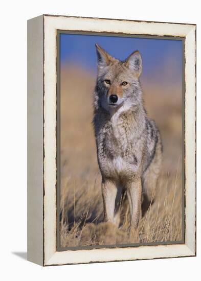 Coyote-DLILLC-Framed Premier Image Canvas