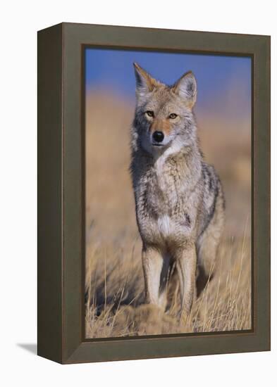 Coyote-DLILLC-Framed Premier Image Canvas