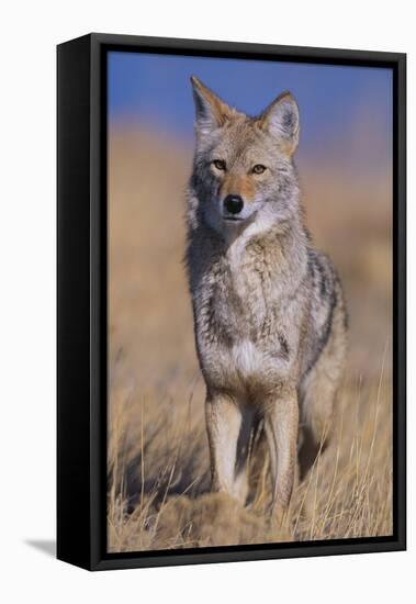 Coyote-DLILLC-Framed Premier Image Canvas