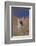 Coyote-DLILLC-Framed Photographic Print