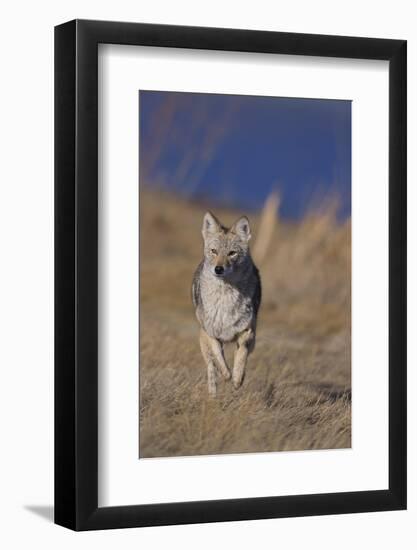 Coyote-DLILLC-Framed Photographic Print