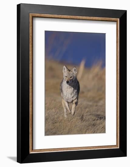 Coyote-DLILLC-Framed Photographic Print