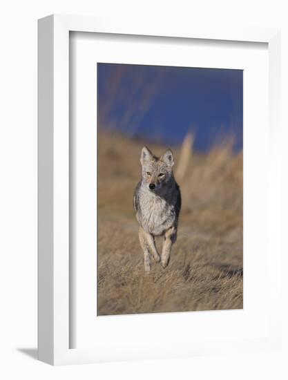 Coyote-DLILLC-Framed Photographic Print