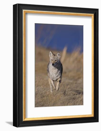 Coyote-DLILLC-Framed Photographic Print