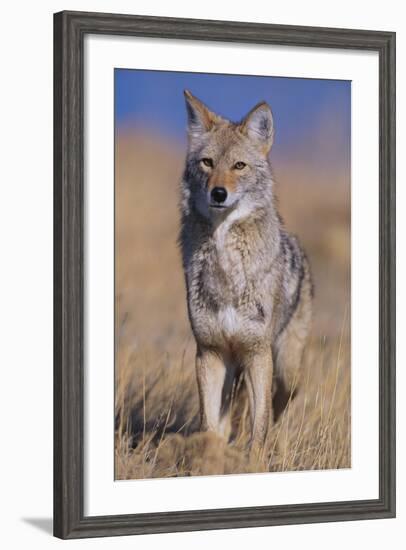 Coyote-DLILLC-Framed Photographic Print