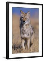 Coyote-DLILLC-Framed Photographic Print