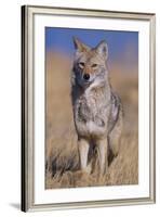 Coyote-DLILLC-Framed Photographic Print
