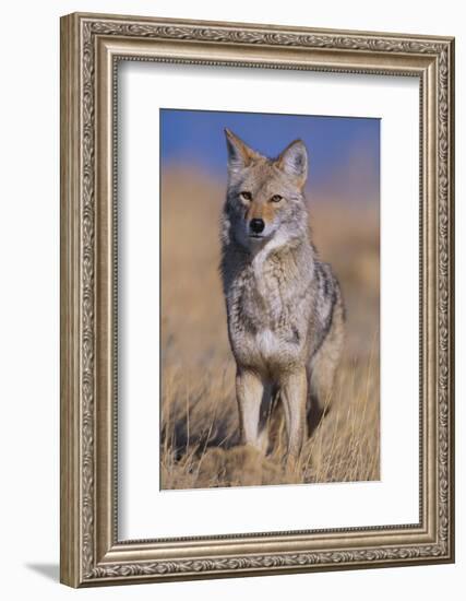 Coyote-DLILLC-Framed Photographic Print