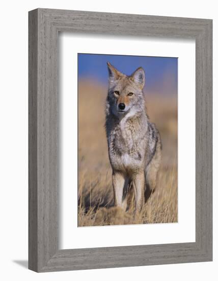 Coyote-DLILLC-Framed Photographic Print