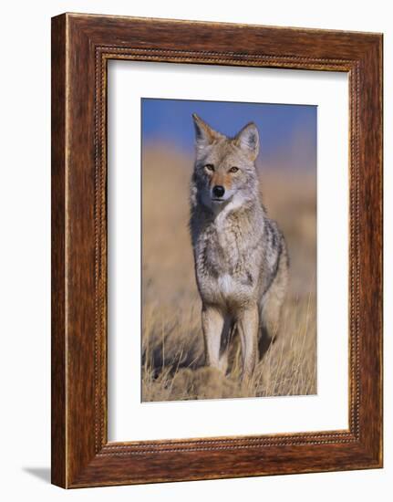 Coyote-DLILLC-Framed Photographic Print