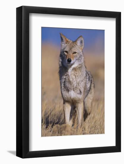 Coyote-DLILLC-Framed Photographic Print