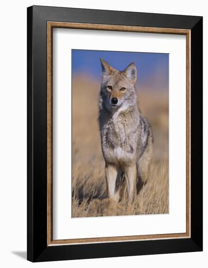 Coyote-DLILLC-Framed Photographic Print