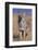 Coyote-DLILLC-Framed Photographic Print