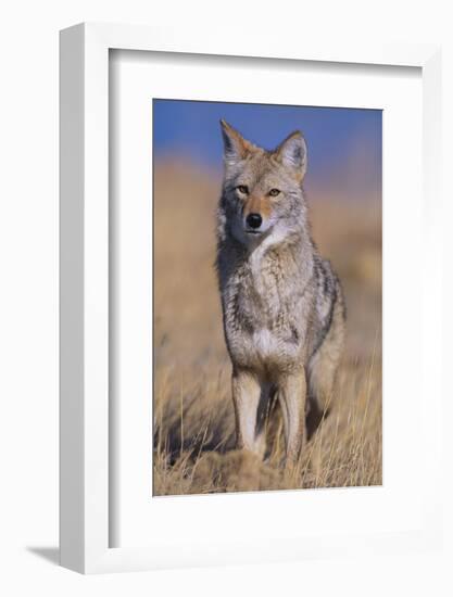 Coyote-DLILLC-Framed Photographic Print