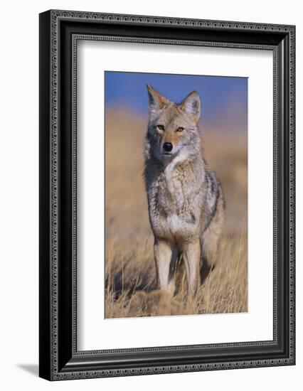 Coyote-DLILLC-Framed Photographic Print