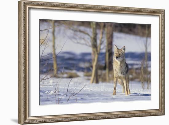 Coyote-DLILLC-Framed Photographic Print