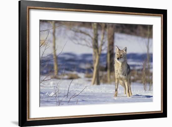 Coyote-DLILLC-Framed Photographic Print