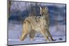 Coyote-DLILLC-Mounted Photographic Print