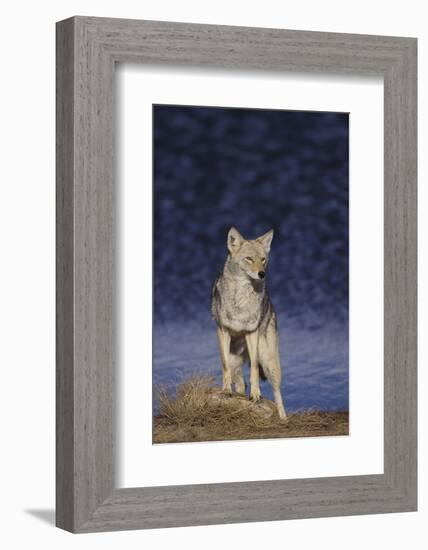 Coyote-DLILLC-Framed Photographic Print