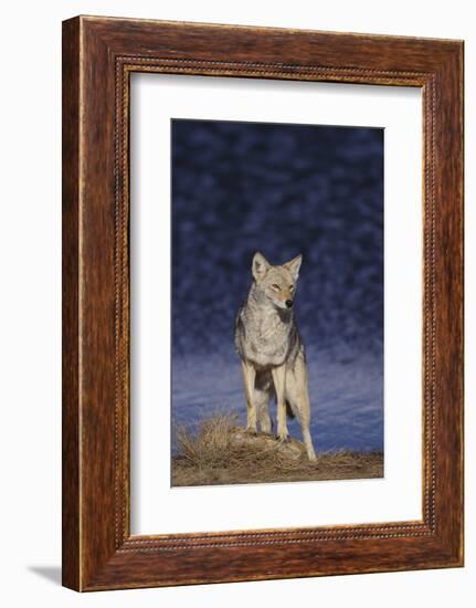 Coyote-DLILLC-Framed Photographic Print