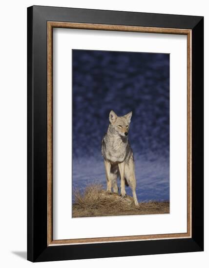 Coyote-DLILLC-Framed Photographic Print