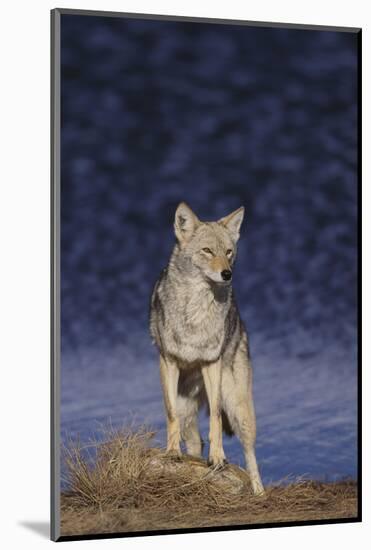 Coyote-DLILLC-Mounted Photographic Print