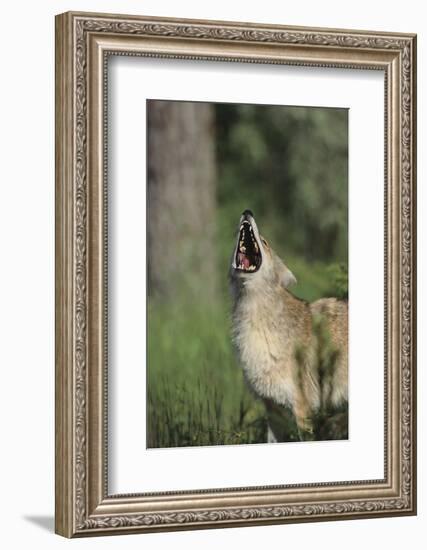 Coyote-DLILLC-Framed Photographic Print