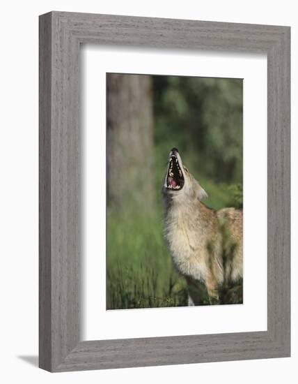 Coyote-DLILLC-Framed Photographic Print