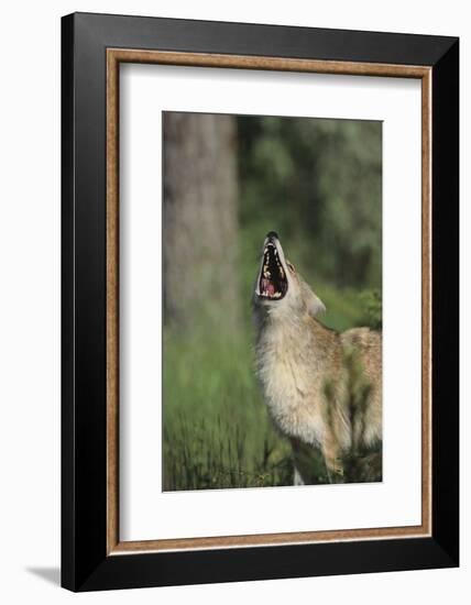 Coyote-DLILLC-Framed Photographic Print