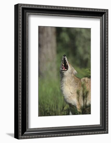 Coyote-DLILLC-Framed Photographic Print