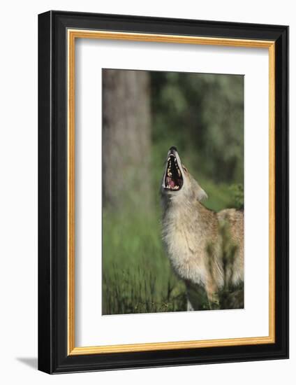 Coyote-DLILLC-Framed Photographic Print