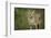 Coyote-DLILLC-Framed Photographic Print