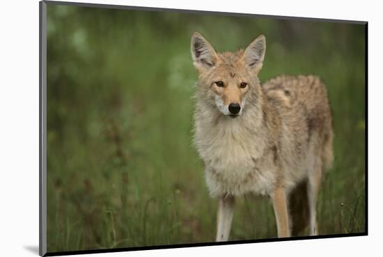 Coyote-DLILLC-Mounted Photographic Print