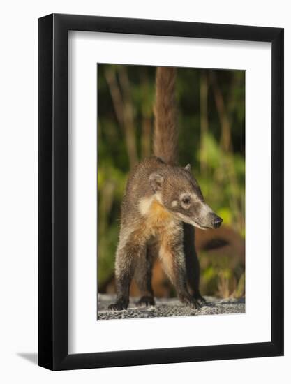 Cozumel Coati (Nasua Nelsoni) Cozumel Island, Mexico. Critically Endangered Endemic Species-Kevin Schafer-Framed Photographic Print