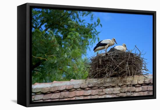 Cozy Nest-Philippe Sainte-Laudy-Framed Premier Image Canvas