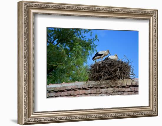 Cozy Nest-Philippe Sainte-Laudy-Framed Photographic Print