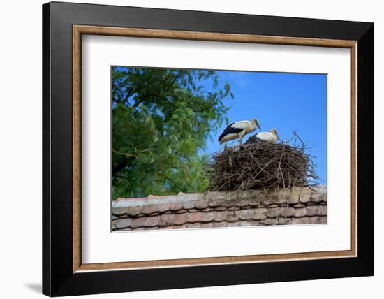 Cozy Nest-Philippe Sainte-Laudy-Framed Photographic Print