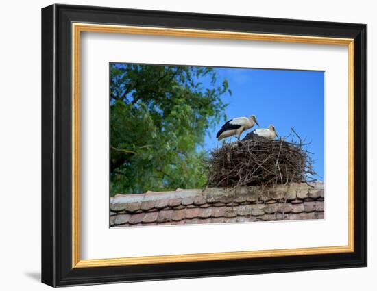 Cozy Nest-Philippe Sainte-Laudy-Framed Photographic Print