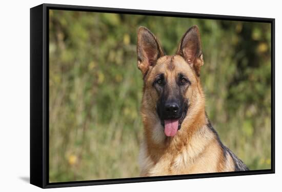 CQ2R4322 Shepherd German-Bob Langrish-Framed Stretched Canvas