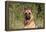 CQ2R4322 Shepherd German-Bob Langrish-Framed Premier Image Canvas