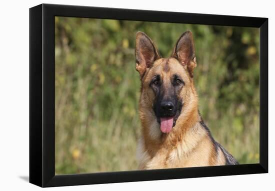 CQ2R4322 Shepherd German-Bob Langrish-Framed Premier Image Canvas