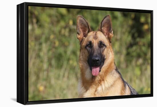 CQ2R4322 Shepherd German-Bob Langrish-Framed Premier Image Canvas