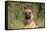 CQ2R4322 Shepherd German-Bob Langrish-Framed Premier Image Canvas