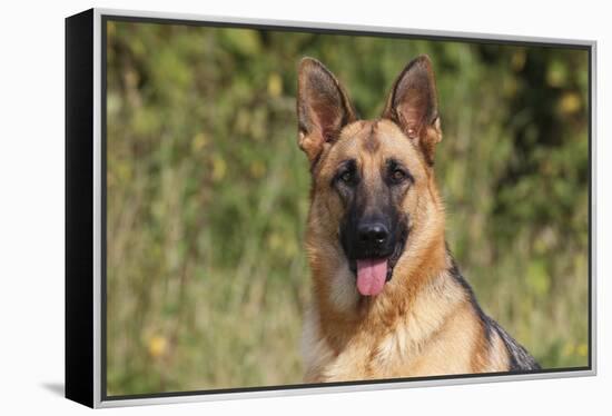 CQ2R4322 Shepherd German-Bob Langrish-Framed Premier Image Canvas