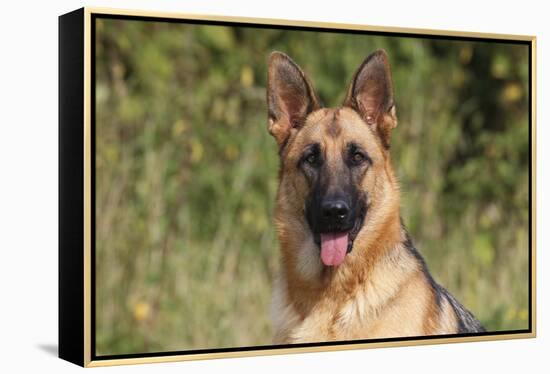 CQ2R4322 Shepherd German-Bob Langrish-Framed Premier Image Canvas