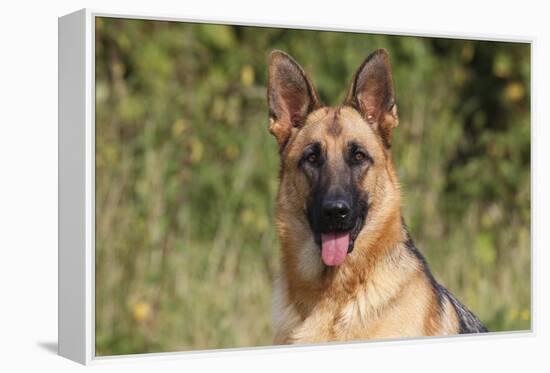 CQ2R4322 Shepherd German-Bob Langrish-Framed Premier Image Canvas