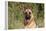 CQ2R4322 Shepherd German-Bob Langrish-Framed Premier Image Canvas