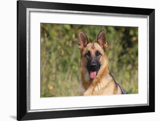 CQ2R4322 Shepherd German-Bob Langrish-Framed Photographic Print