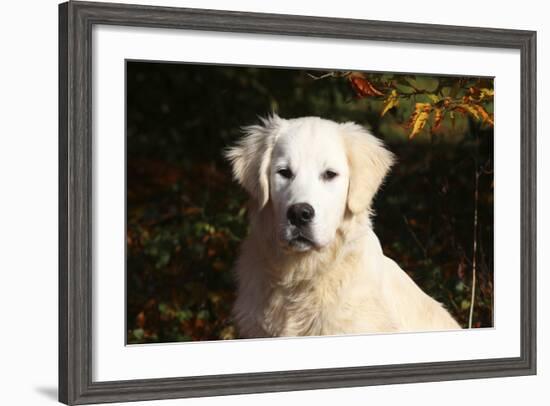 CQ2R6279 Retriever Golden-Bob Langrish-Framed Photographic Print