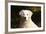 CQ2R6279 Retriever Golden-Bob Langrish-Framed Photographic Print